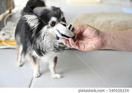 一隻吉娃娃犬正在玩它心愛的主人剛脫下的襪子。 140320154