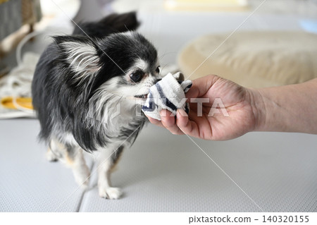 A Chihuahua dog playing with its beloved owner's recently removed socks. 140320155