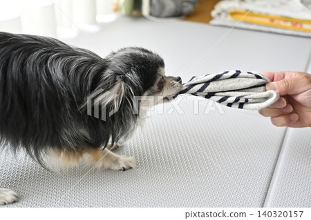 A Chihuahua dog playing with its beloved owner's recently removed socks. A Chihuahua dog playing with its beloved owner's recently removed socks. 140320157