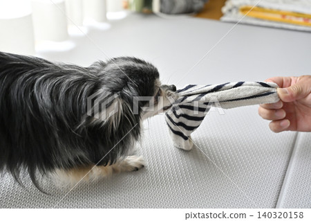 A Chihuahua dog playing with its beloved owner's recently removed socks. A Chihuahua dog playing with its beloved owner's recently removed socks. 140320158