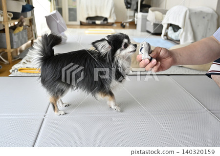 A Chihuahua dog playing with its beloved owner's recently removed socks. A Chihuahua dog playing with its beloved owner's recently removed socks. 140320159