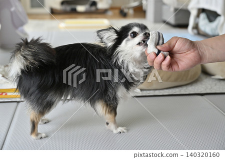 一隻吉娃娃犬正在玩它心愛的主人剛脫下的襪子。 一隻吉娃娃犬正在玩它心愛的主人剛脫下的襪子。 140320160