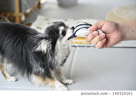 一隻吉娃娃犬正在玩它心愛的主人剛脫下的襪子。 一隻吉娃娃犬正在玩它心愛的主人剛脫下的襪子。 140320161