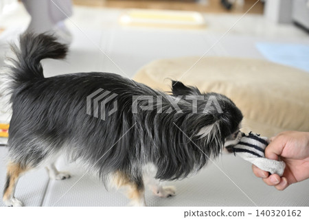 A Chihuahua dog playing with its beloved owner's recently removed socks. A Chihuahua dog playing with its beloved owner's recently removed socks. 140320162