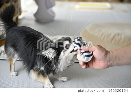 A Chihuahua dog playing with its beloved owner's recently removed socks. 140320164