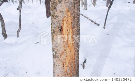 Trees where Japanese deer have eaten the bark after sharpening their antlers. 140320472