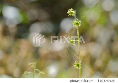 The flowers of the Japanese jasmine bloom in the soft light. The flowers of the Japanese jasmine bloom in the soft light. 140320580