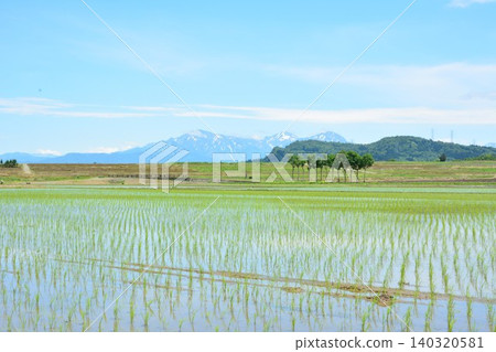 稻田裡新栽種了晾曬稻穀的架子，遠處是白雪皚皚的越後三山山脈。 140320581
