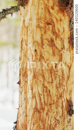 A tree whose bark was completely eaten by Japanese deer. 140320600