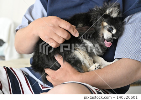 A man brushes an elderly Chihuahua. A man brushes an elderly Chihuahua. 140320601