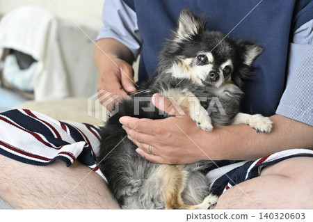 A man brushes an elderly Chihuahua. 140320603