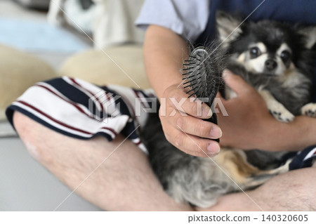 一名男子正在幫一隻年老的吉娃娃梳毛。 一名男子正在幫一隻年老的吉娃娃梳毛。 140320605
