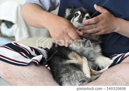 A man brushes an elderly Chihuahua. A man brushes an elderly Chihuahua. 140320606