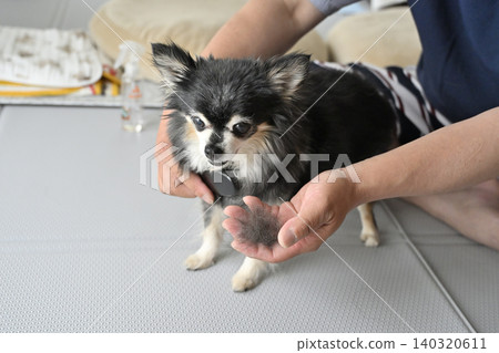A man brushes an elderly Chihuahua. A man brushes an elderly Chihuahua. 140320611