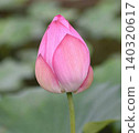 Ancient lotus 140320617