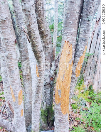 一棵樹皮被鹿啃食過的樹(Abies veitchii)。 一棵樹皮被鹿啃食過的樹(Abies veitchii)。 140320620