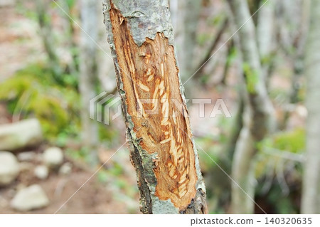 Young trees with tooth marks showing where the bark was eaten by Japanese deer. 140320635