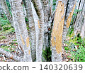 A tree (Abies veitchii) whose bark has been eaten by deer. 140320639