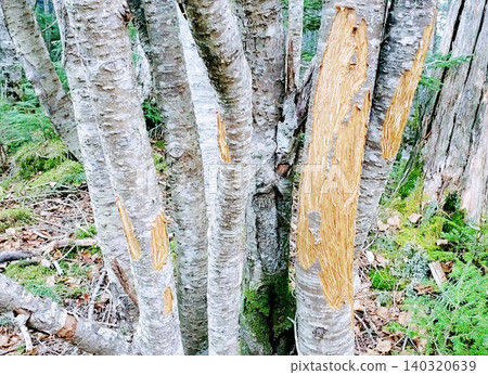 一棵樹皮被鹿啃食過的樹(Abies veitchii)。 一棵樹皮被鹿啃食過的樹(Abies veitchii)。 140320639