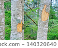A tree (Abies veitchii) whose bark has been eaten by deer. 140320640