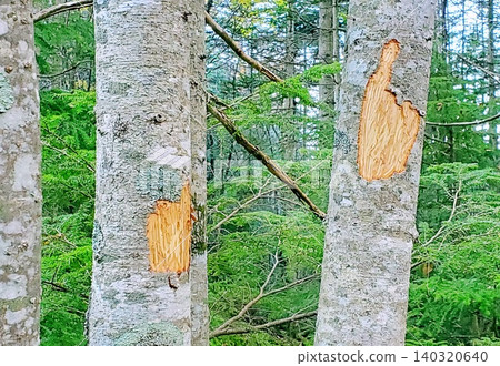 一棵樹皮被鹿啃食過的樹（Abies veitchii）。 140320640