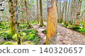 Trees whose bark has been eaten by Japanese deer. 140320657