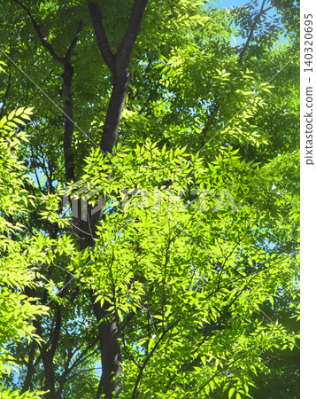 Fresh green leaves in May, shining in the spring sunlight - Natural scenery (May 2026) Fresh green leaves in May, shining in the spring sunlight - Natural scenery (May 2026) 140320695