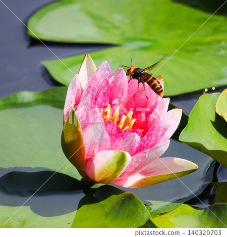 A hornet visits a water lily flower. 140320703