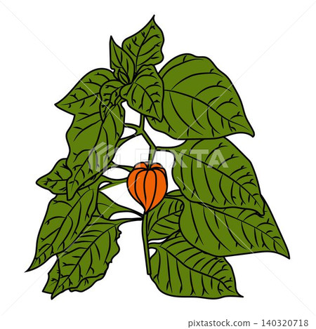 Physalis plant in cartoon style with a black outline. Physalis plant in cartoon style with a black outline. 140320718