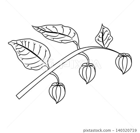 A physalis branch with four flowers in doodle style. A physalis branch with four flowers in doodle style. 140320719