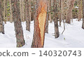 Trees whose bark has been eaten by Japanese deer. 140320743