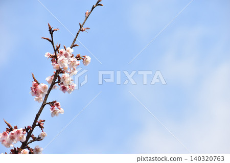 早春白梅 140320763