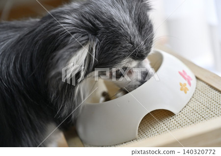 Dog food for Chihuahuas, dog food, supplements 140320772