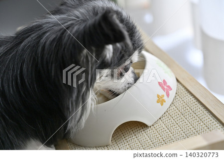 Dog food for Chihuahuas, dog food, supplements 140320773