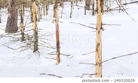 Planted forests are dying because Japanese deer are stripping the bark off the trees. Planted forests are dying because Japanese deer are stripping the bark off the trees. 140320829