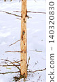 Young trees dying after their bark is completely stripped off by Japanese deer. 140320830