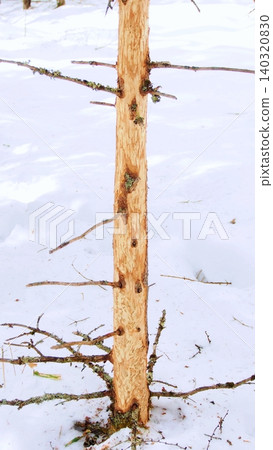 Young trees dying after their bark is completely stripped off by Japanese deer. 140320830