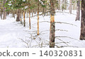 Planted forests where the bark was completely stripped off by Japanese deer. 140320831