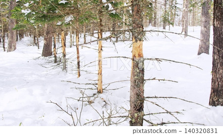 Planted forests where the bark was completely stripped off by Japanese deer. 140320831