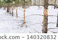 Planted forests where the bark was completely stripped off by Japanese deer. 140320832