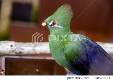 【#Zoo】Guinea Turaco 【#Zoo】Guinea Turaco 140320871