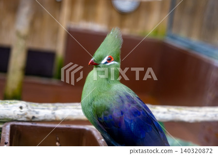 【#Zoo】Guinea Turaco 【#Zoo】Guinea Turaco 140320872
