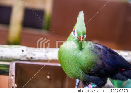 【#Zoo】Guinea Turaco 【#Zoo】Guinea Turaco 140320873