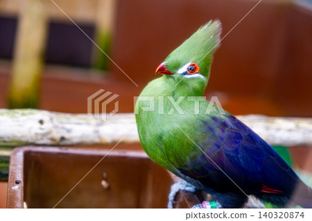 【#Zoo】Guinea Turaco 【#Zoo】Guinea Turaco 140320874