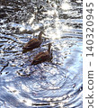 Love bird 140320945