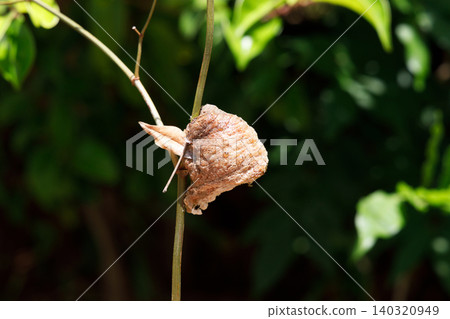 A praying mantis egg attached to a branch A praying mantis egg attached to a branch 140320949