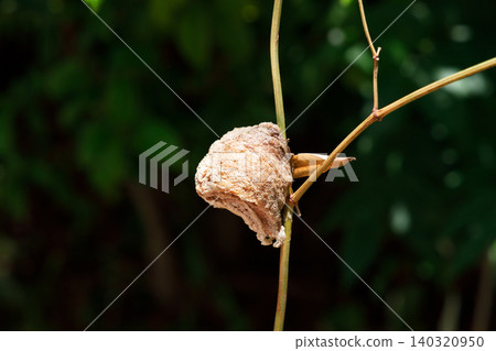 A praying mantis egg attached to a branch A praying mantis egg attached to a branch 140320950