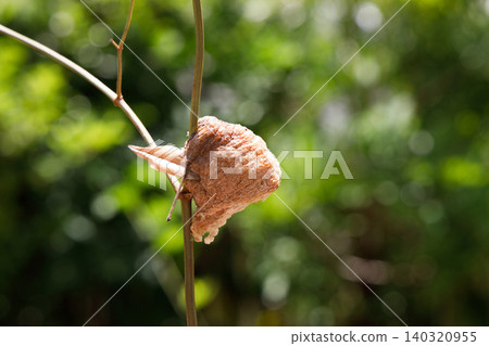 A praying mantis egg attached to a branch A praying mantis egg attached to a branch 140320955