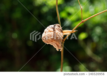 A praying mantis egg attached to a branch A praying mantis egg attached to a branch 140320956