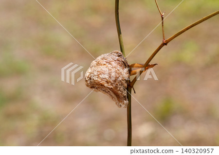 A praying mantis egg attached to a branch A praying mantis egg attached to a branch 140320957